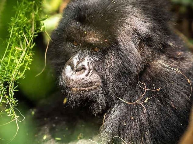 ¿Encontramos a los gorilas juntos?