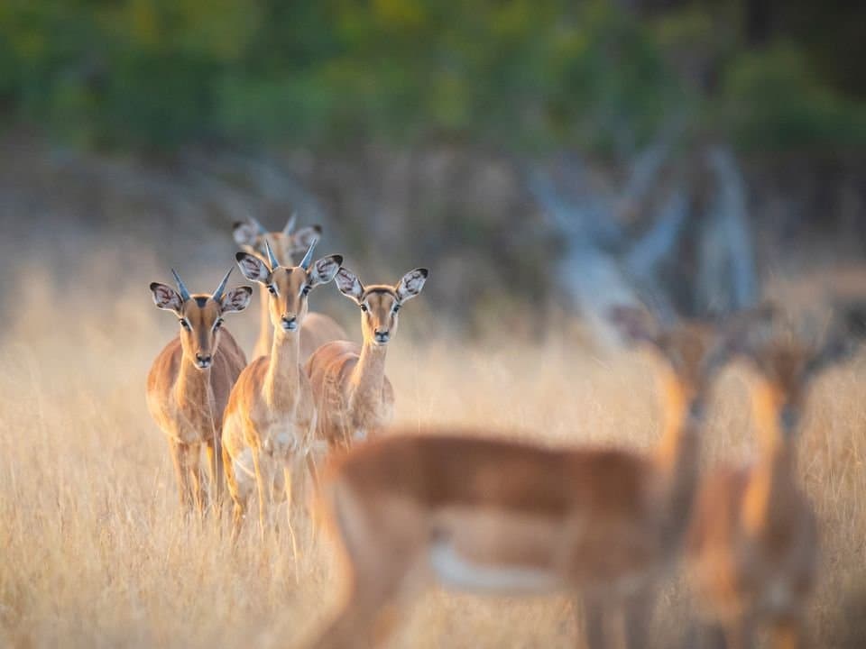 ¿Diseñamos tu viaje a Sudáfrica?