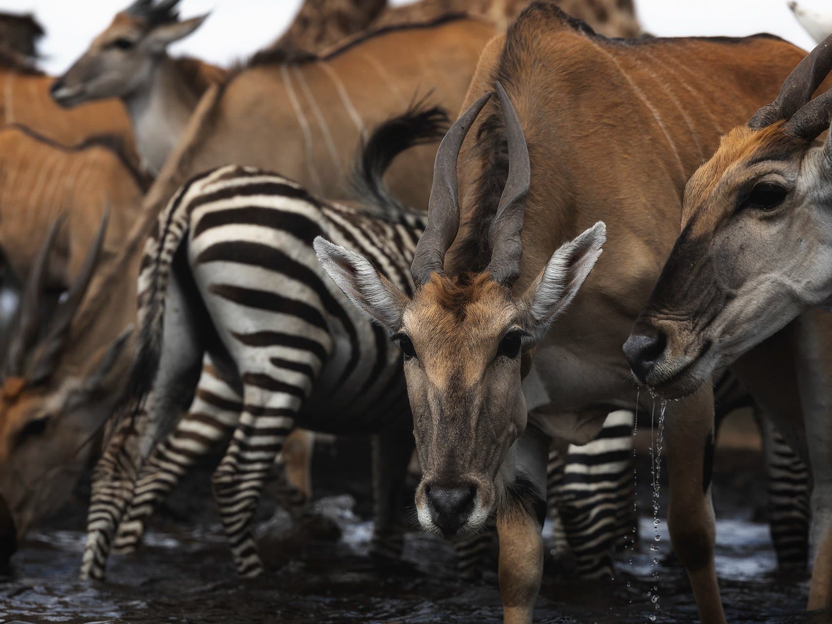 ¿Preparamos tu safari en Botswana?